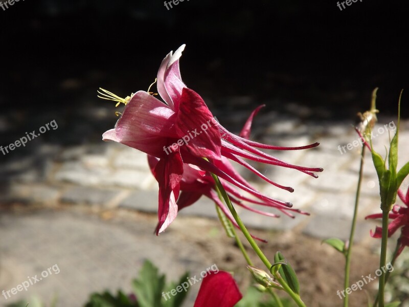 Columbine Flower Nature Flower Wild Flower Free Photos