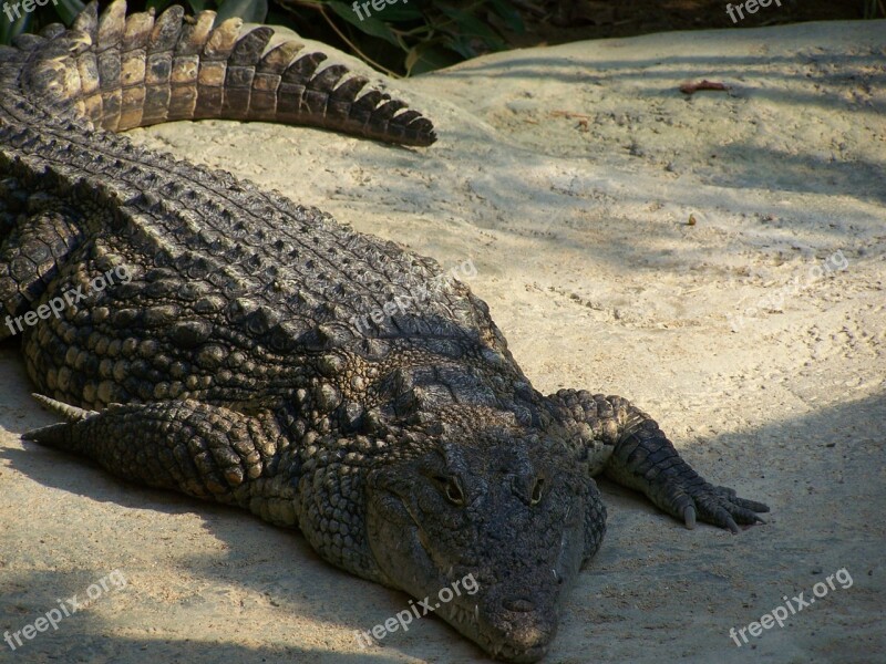 Alligator Crocodile Reptile Zoo Free Photos