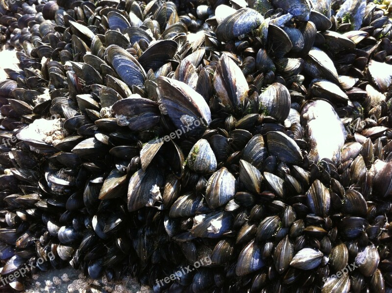 Mussels Seafood Shellfish Mollusk Shells