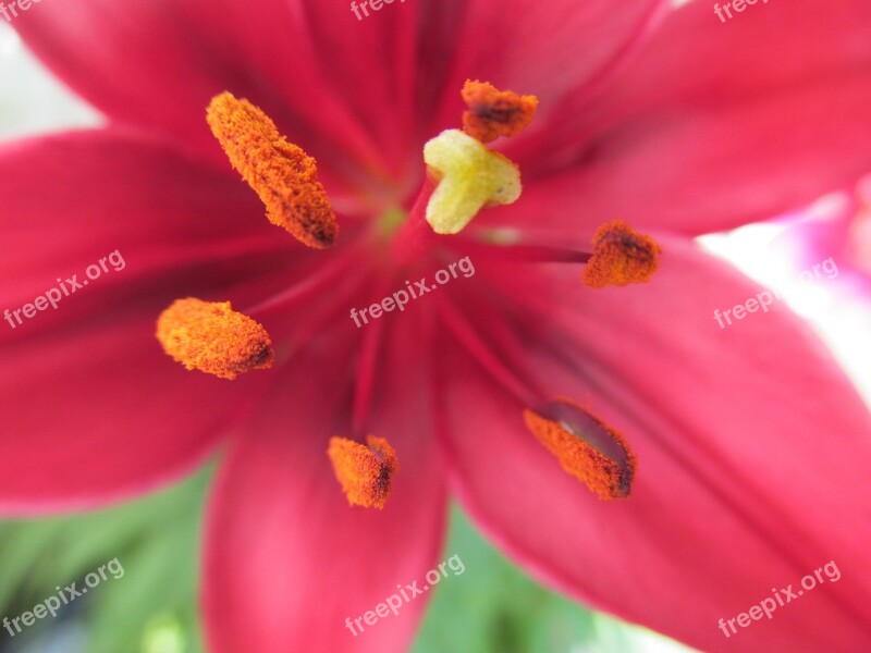 Calyx Pistil Pollen Lily Blossom