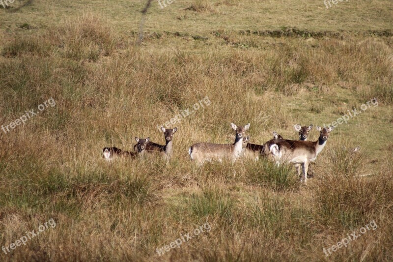 Roe Deer Animals Wild Mammal Scheu