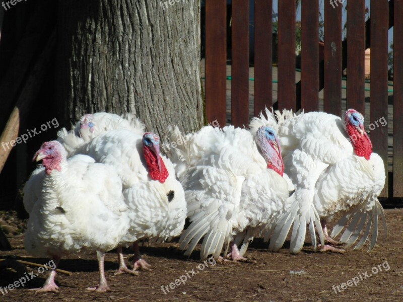 Turkeys Poultry Animals Pets Farm