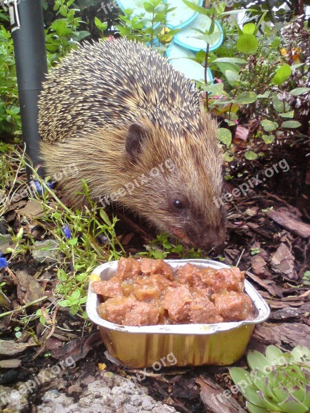 Hedgehog Animal Nature Prickly Cute