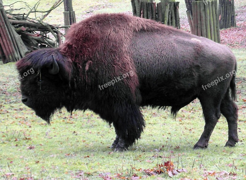 Bison Buffalo Wisent Wildlife Park Winter