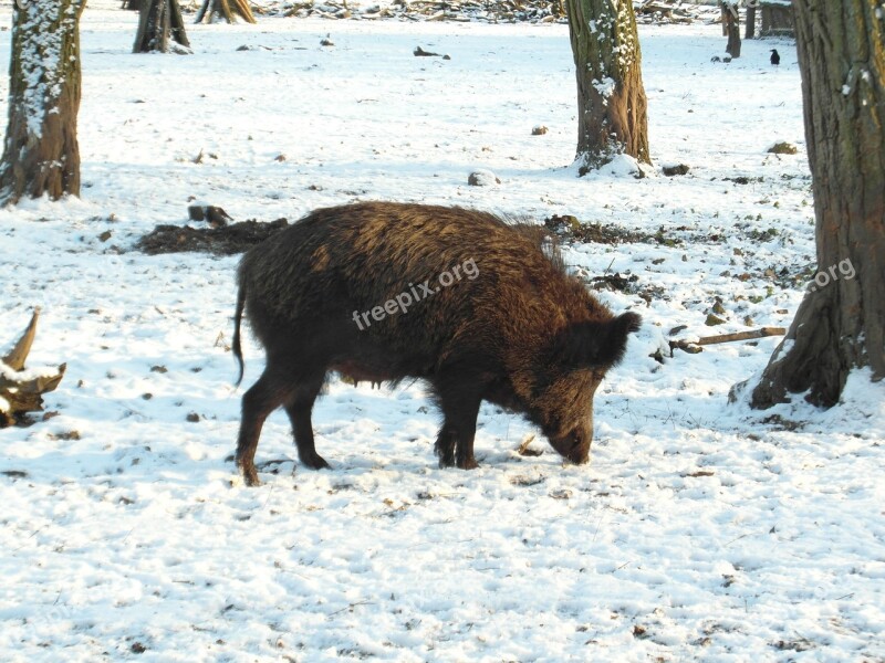 Wild Boar Boar Winter Forest Wildlife Park