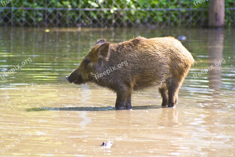 Wild Boar Water Sanzgiri Boar Swim