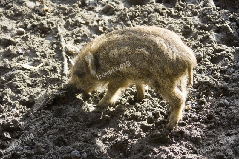 Wild Boar Launchy Boar Wildlife Park Forestry