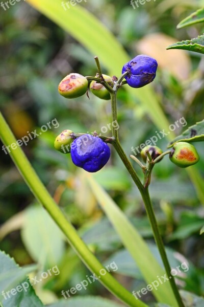 Wild Fruits Colorful Eatable Vegetation Tea Estate