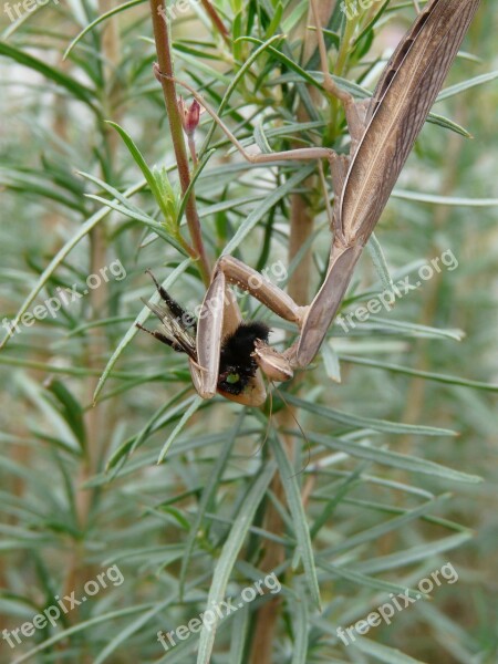 Mantis Insects Nature Macro Free Photos