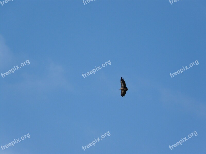 Vautour Moine Vulture Bird Raptor Sky