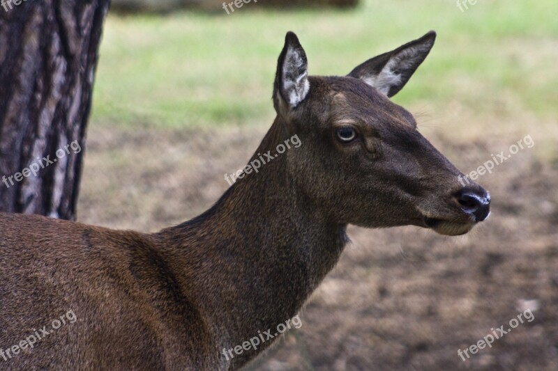 Doe Red Deer Capital Antler Handsome