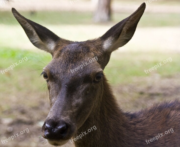 Doe Red Deer Capital Antler Handsome