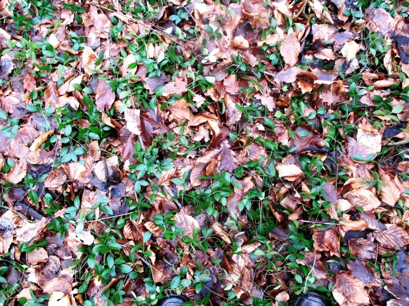 Forest Forest Floor February Leaves Disputed Ground