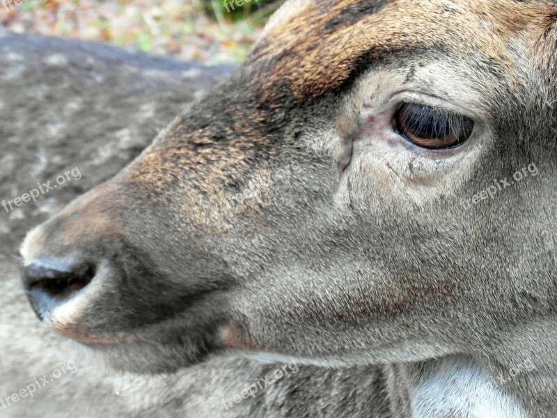 Fallow Deer Eye Head Fur Antler