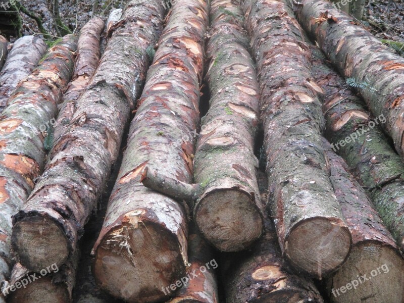 Forest Tree Trunks Like Stacked Holzstapel