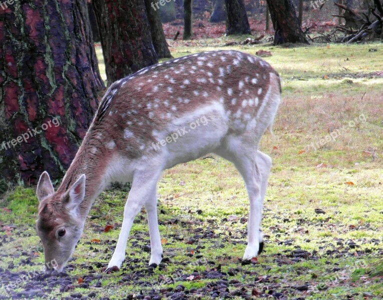 Doe Fallow Deer Fur Stains Antler