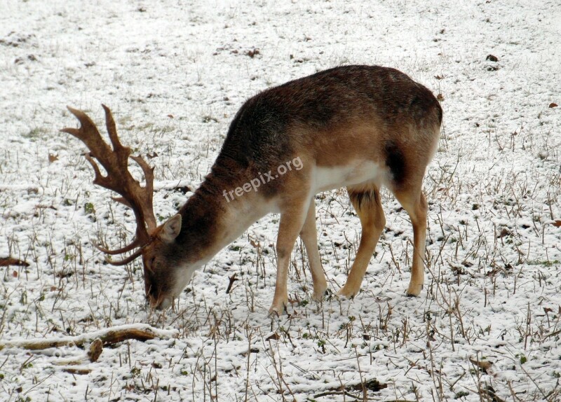 Fallow Deer Winter Fur Stains Antler