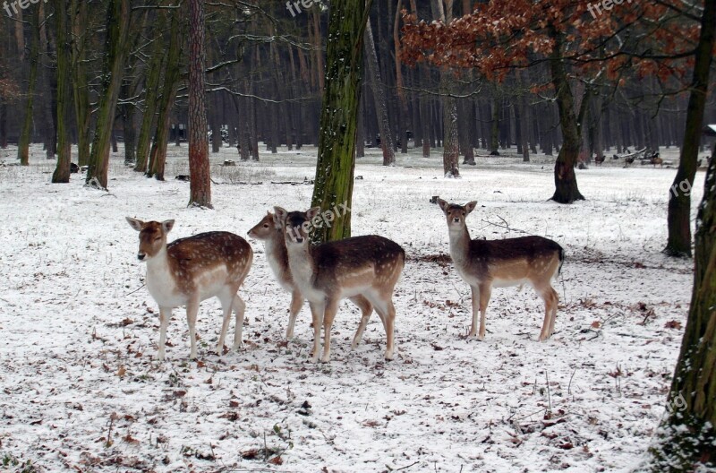 Fallow Deer Group Winter Fallow Deer Fur Stains