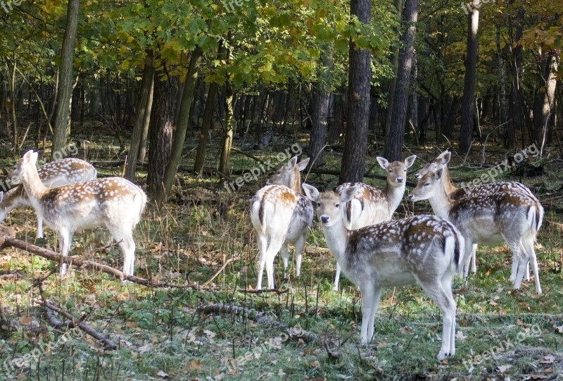 Fallow Deer Group Fallow Deer Fur Stains Antler