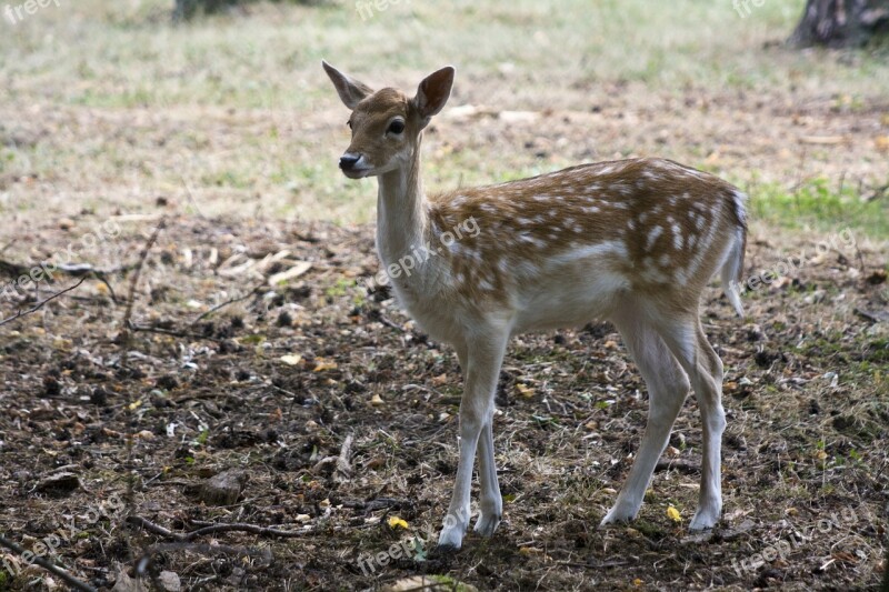 Young Fallow Deer Fallow Deer Fur Stains Antler