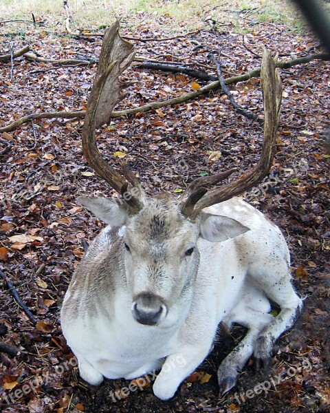 Fallow Deer Lying Fur Stains Antler