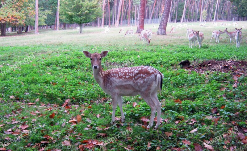 Doe Fallow Deer Fur Stains Antler