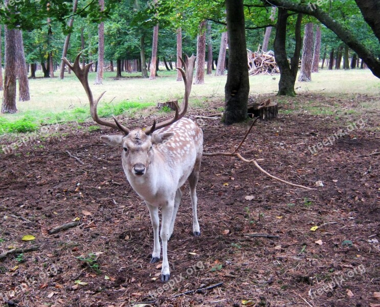 Fallow Deer Fur Stains Antler Scoop