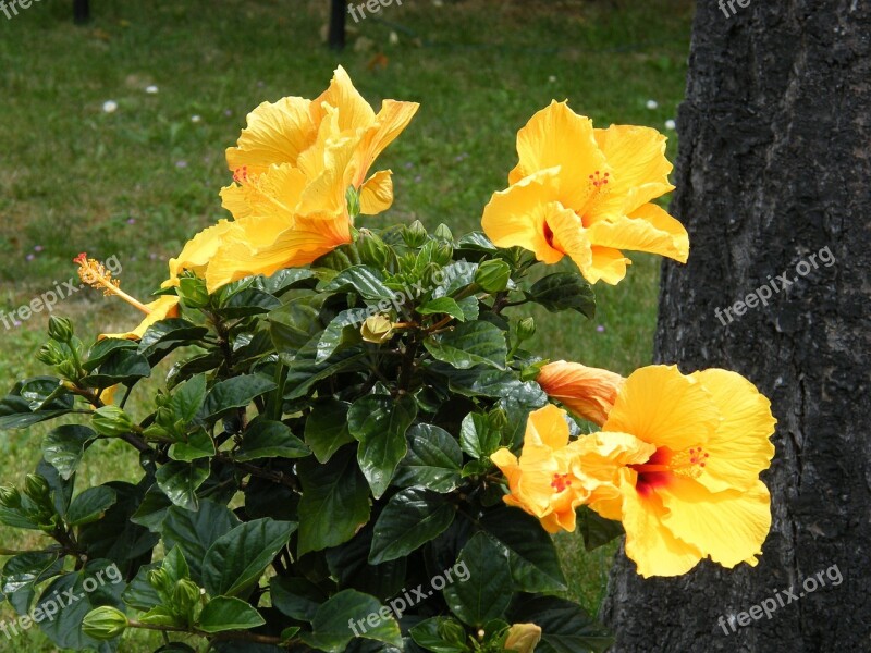 Hibiscus Yellow Spring Bloom Free Photos