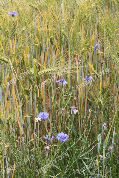 Barley Field Barley Cereals Awns Cornflowers