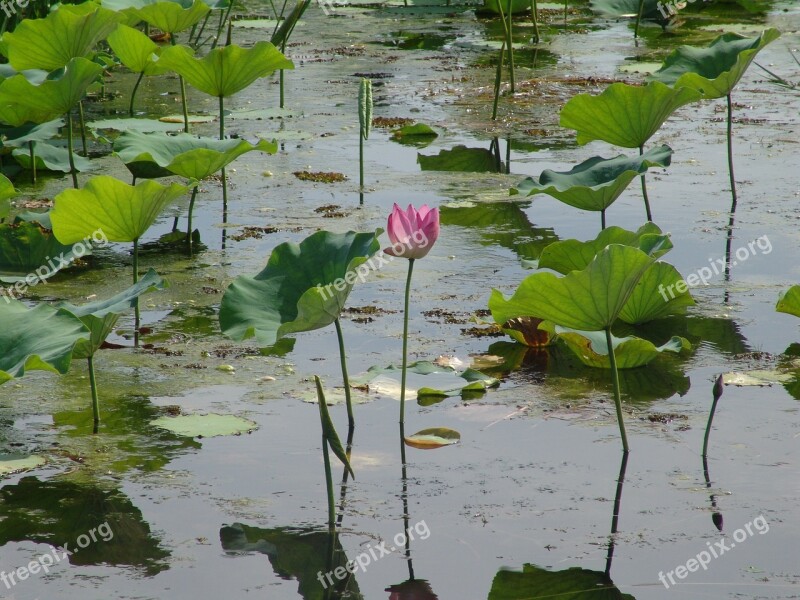 Water Lily Tiresome Tropical Water Lilies Nuphar