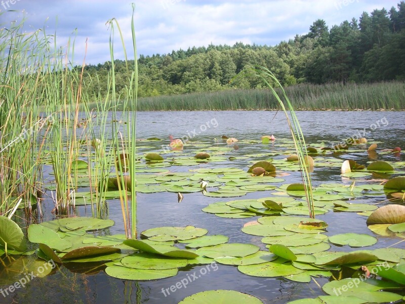 Lake Lily Field Water Lily Nuphar Lutea White