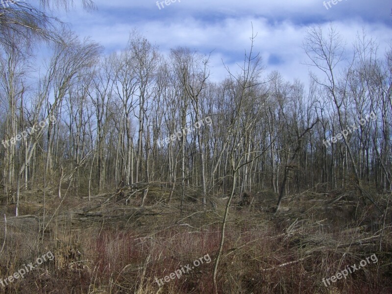 Riparian Zone Book Storm Damage Sky Blue