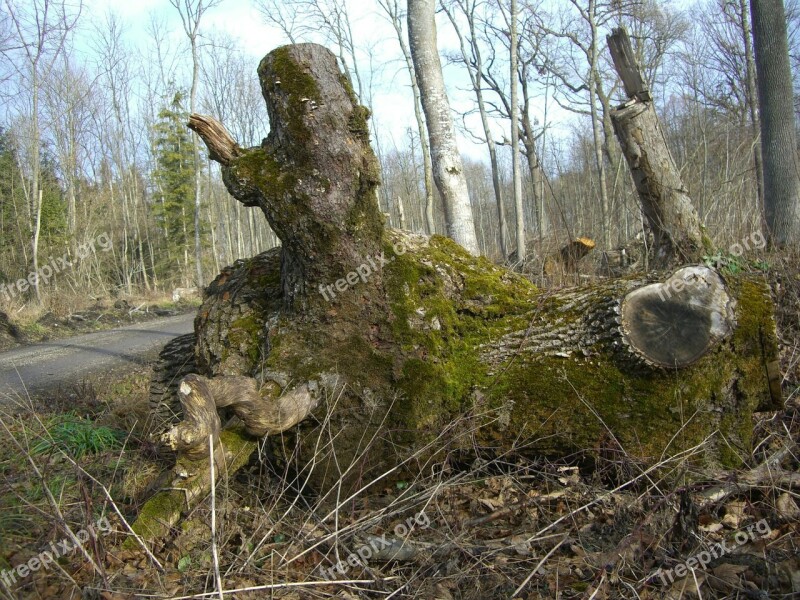 Riparian Zone Forest Path Log Butt Bemoost