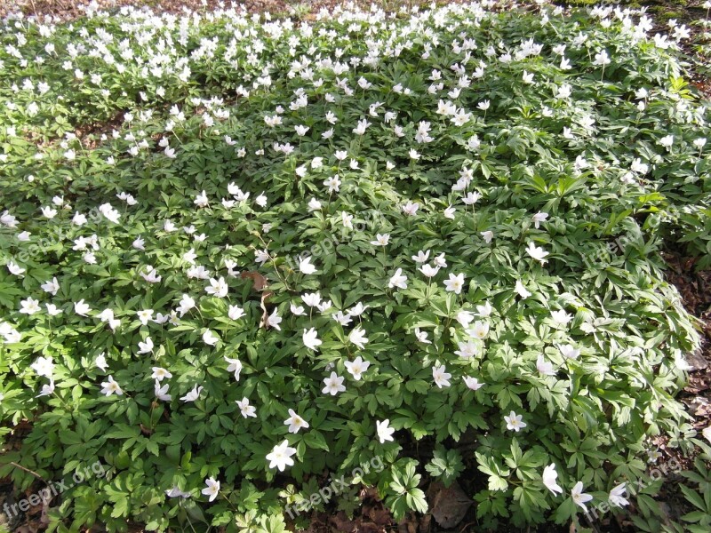 Raakmoor Flowers White Moor Spring