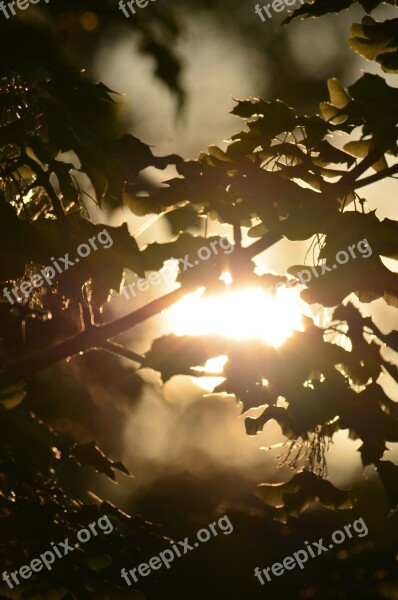 Sunset Sun Nature Leaves Backlighting