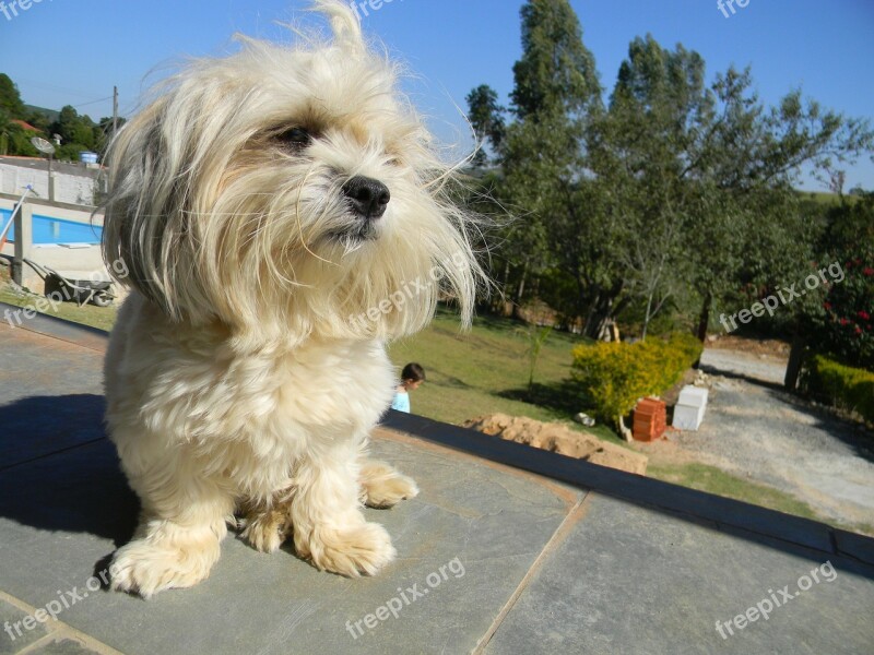 Dog Posing Model Free Photos