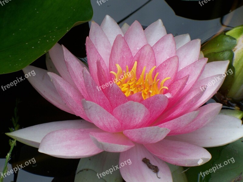 Water Lily Nuphar Lutea Flower Plant Pink