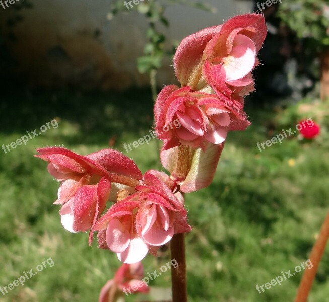 Begonia Flower Close-up Pink Dharwad