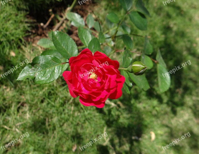 Button Rose Flower Bud Leaves Dharwad