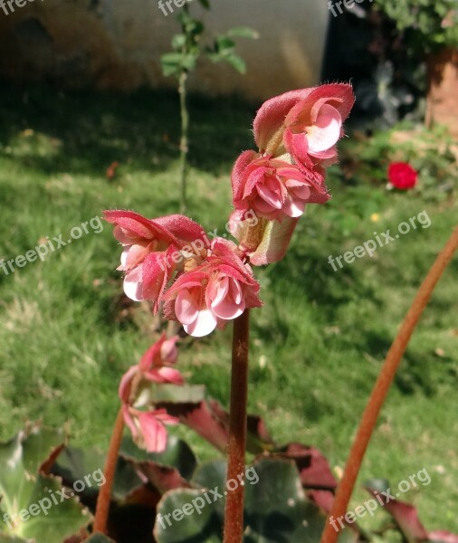 Begonia Flower Leaves Pink Dharwad