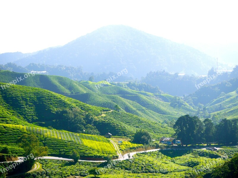 Tea Plantation Tea Farm Tea Cameron Highlands Malaysia