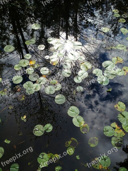 Lily Pad Pond Plant Pond Nature Reflection