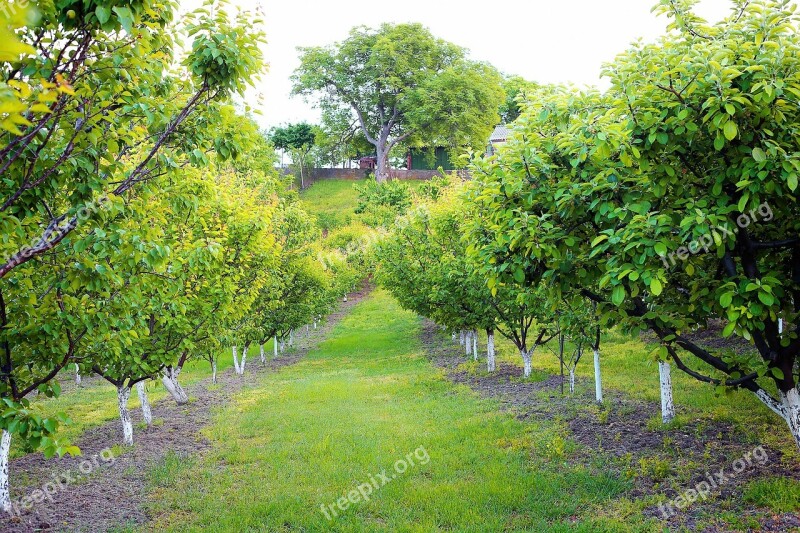 Apricot Orchard Old Walnut Trees Spring