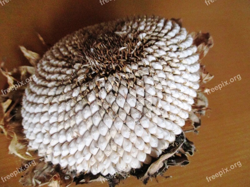 Sunflower Dried Cores Leaves Arid