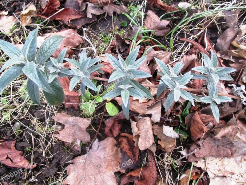 Plants Shoot Nature Grass Leaves Arid