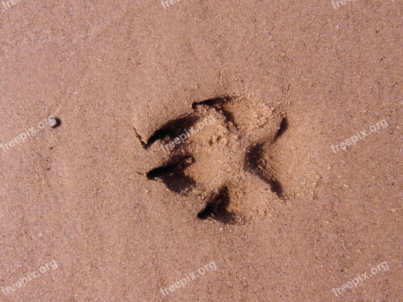 Dog Paw Footprint Paw Trace Sand