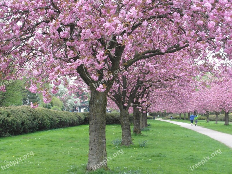 Cherry Blossom Red Avenue Pink Tender