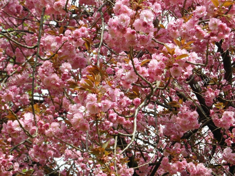 Cherry Blossom Pink Spring Tender Blossom