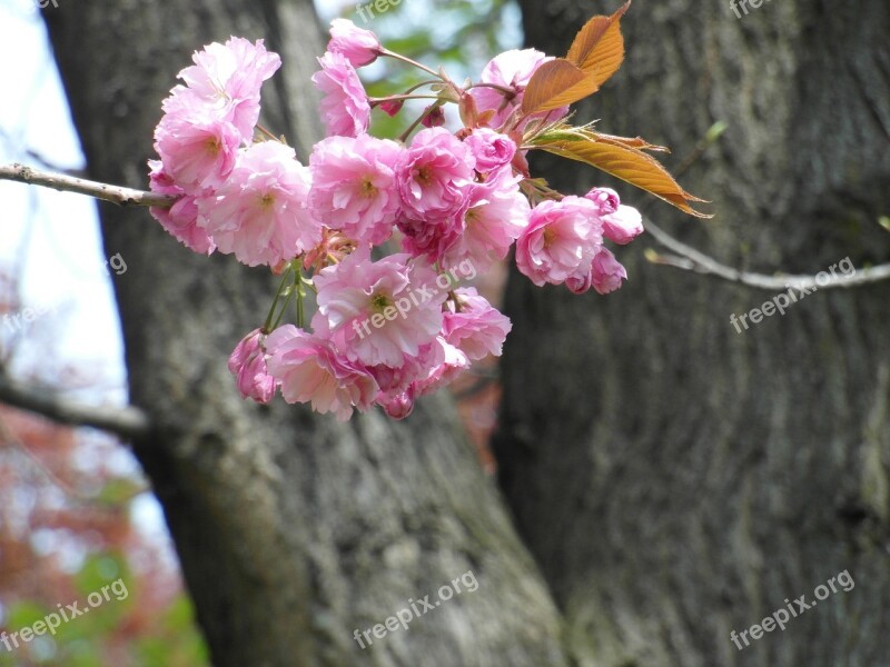 Cherry Blossom Pink Spring Tender Blossom