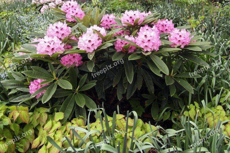 Rhododendron Blossom Bloom Pink Bush